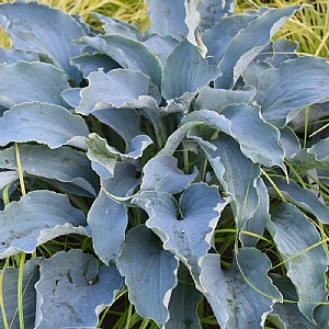 Hosta 'Tears in Heaven'