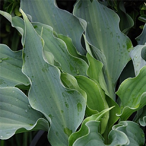 Hosta 'Waterslide'
