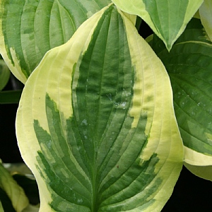 Hosta 'Wide Brim'
