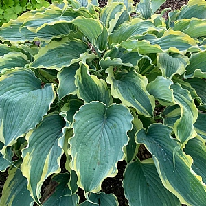 Hosta 'Voices in the Wind'