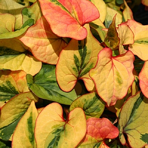 Houttynia cordata 'Flame'