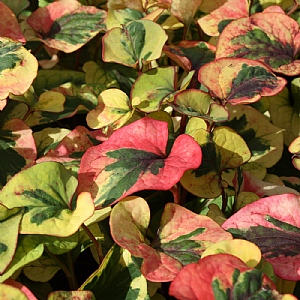 Houttuynia cordata 'Pied Piper'