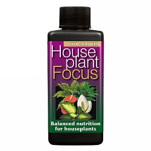 Houseplant Focus (Various Sizes)