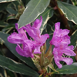Hybrid Rhododendron 'Silver Edge'