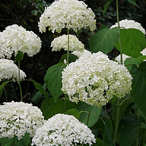 Hydrangea arborescens 'Annabelle'