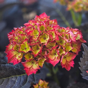 Hydrangea macrophylla 'Bellatrix'