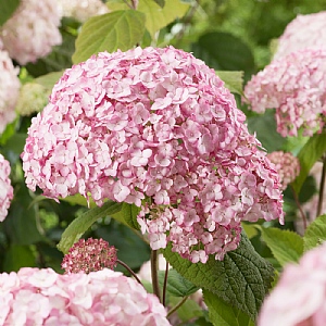 Hydrangea 'Candybelle Bubblegum'