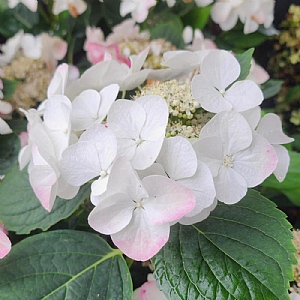 Hydrangea macrophylla 'Chrystal Palace'