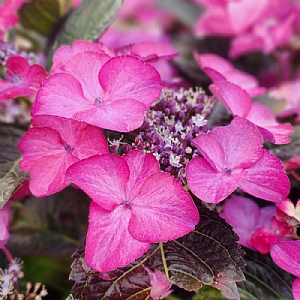 Hydrangea macrophylla 'Dark Angel'
