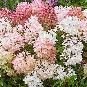 Hydrangea paniculata ‘Groundbreaker Blush'