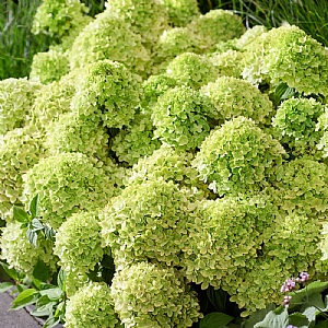 Hydrangea paniculata ‘Groundbreaker Greeny'
