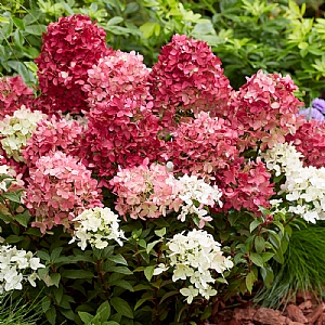 Hydrangea paniculata ‘Groundbreaker Ruby'