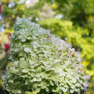 Hydrangea paniculata 'Limelight'