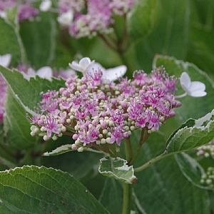 Hydrangea macrophylla 'Light O Day'