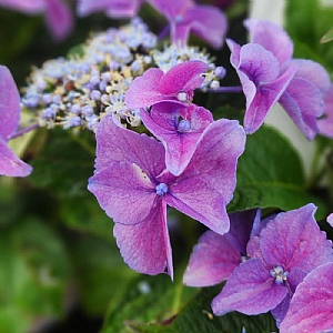 Hydrangea macrophylla 'Nizza Blue'