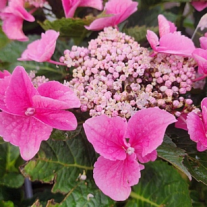 Hydrangea macrophylla 'Nizza Pink'