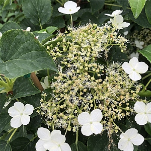 Hydrangea anomalis 'Petiolaris'