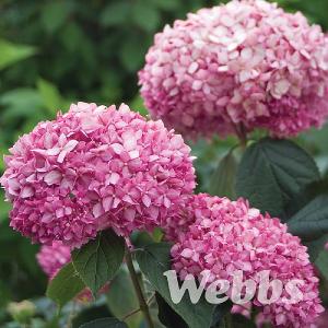 Hydrangea 'Pink Annabelle'