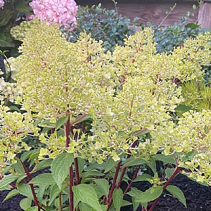 Hydrangea paniculata 'Petite Flori'