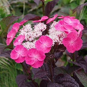 Hydrangea serrata 'Daredevil'