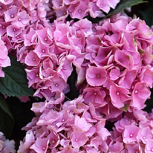Hydrangea macrophylla 'River Pink'