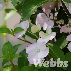 Hydrangea macrophylla 'Runaway Bride'