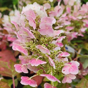 Hydrangea quercifolia 'Ruby Slippers'