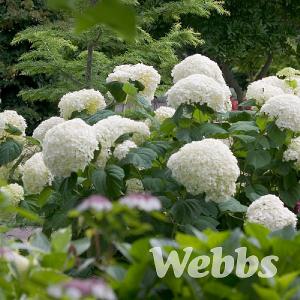 Hydrangea arborescens 'Strong Annabelle'