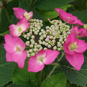 Hydrangea 'Strawberry N Cream'