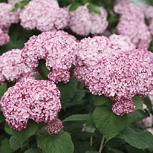 Hydrangea arborescens 'Sweet Annabelle'