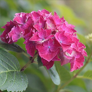 Hydrangea macrophylla 'Tornado Red'