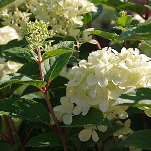 Hydrangea paniculata 'Whitelight'