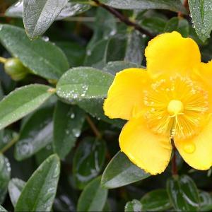 Hypericum 'Hidcote'