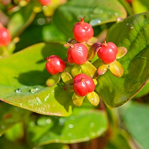 Hypericum 'Magic Marbles Red'