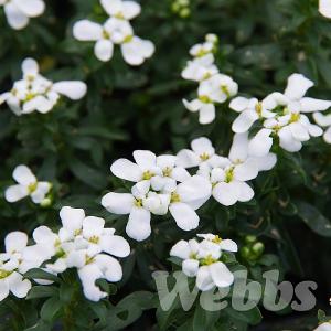 Iberis sempervirens 'Snowcone'