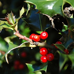 Ilex aquifolium
