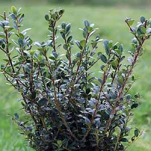 Ilex crenata 'Jenny'