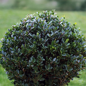 Ilex crenata 'Jenny' (Ball)