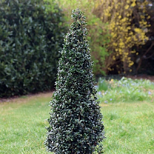 Ilex crenata 'Jenny' (Pyramid)