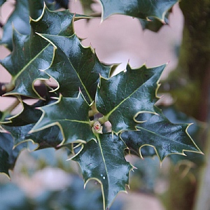 Ilex aquifolium 'Chris Whittle'