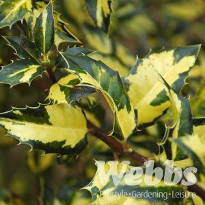 Ilex aquifolium 'Myrtifolia Aurea Maculata'