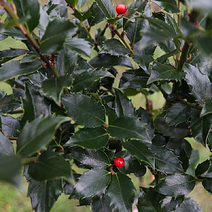 Ilex x meserveae 'Blue Maid'