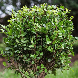 Ilex crenata 'Dark Green' (Ball)
