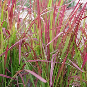 Imperata cylindrica 'Red Baron'