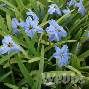 Ipheon uniflorum 'Wisley Blue'
