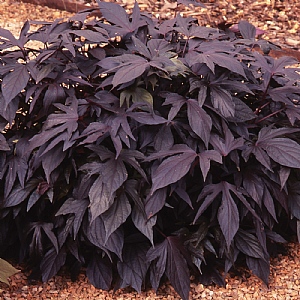 Ipomoea 'Sweet Caroline Purple'