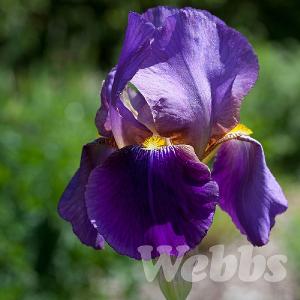 Iris germanica'Alcazar'