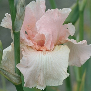 Iris 'Beverly Sills'