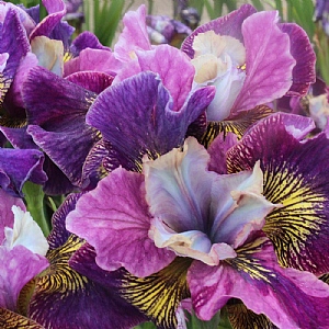 Iris 'Charming Billy'