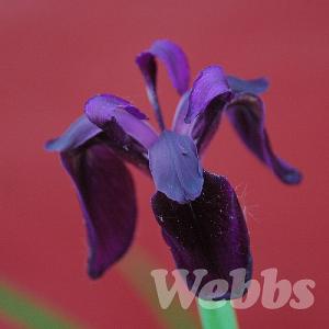 Iris chrysographes 'Black Form'